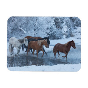 Paarden drijven in de winter magneet