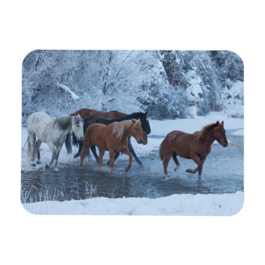 Paarden drijven in de winter magneet (Horizontaal)