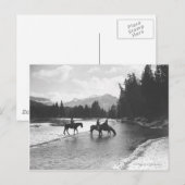 Paarden drink en passerende een rivier briefkaart (Voorkant / Achterkant)