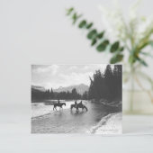 Paarden drink en passerende een rivier briefkaart (Staand voorkant)