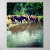 Paarden Drink van Pond Poster (Voorkant)