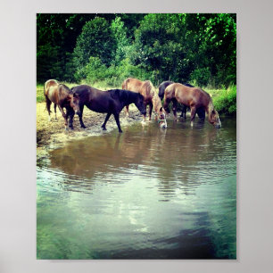 Paarden Drink van Pond Poster