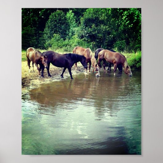 Paarden Drink van Pond Poster (Voorkant)