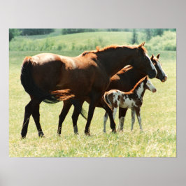Paarden en Afbeelding van runderen Poster