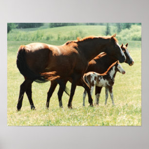 Paarden en Afbeelding van runderen Poster