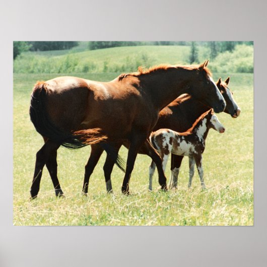 Paarden en Afbeelding van runderen Poster (Voorkant)