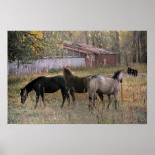 Paarden en Beren samen Foto-Poster Poster