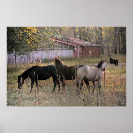 Paarden en Beren samen Foto-Poster Poster (Voorkant)