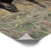 Paarden en Beren samen Foto-Poster Poster (Hoek)