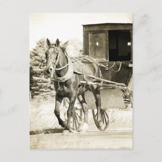 Paarden en Buggy Sepia Briefkaart (Voorkant)