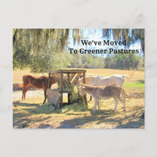 Paarden en Donkey New Address Post Kaart (Voorkant)