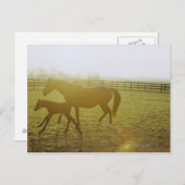 Paarden en foelussen die in weiden lopen briefkaart (Voorkant / Achterkant)
