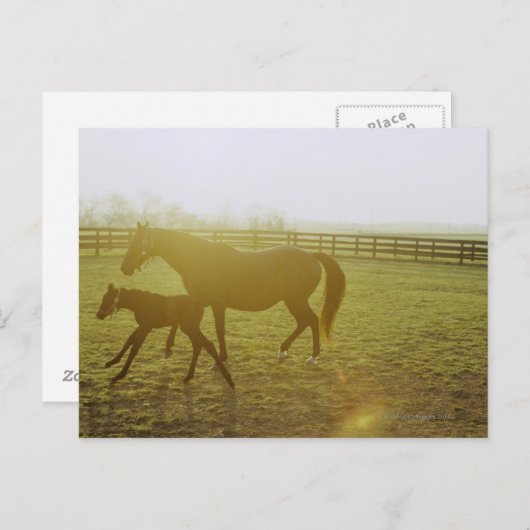 Paarden en foelussen die in weiden lopen briefkaart (Voorkant / Achterkant)