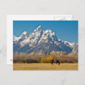 Paarden en Grand Tetons, machinehoofd Ranch Briefkaart (Voorkant / Achterkant)