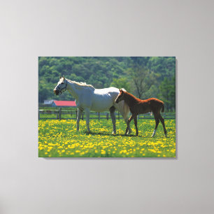 Paarden en haar veulen in een veld canvas afdruk