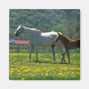 Paarden en haar veulen in een veld magneet