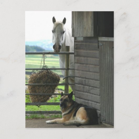 Paarden en honden briefkaart (Voorkant)