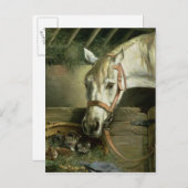 Paarden en kittens, 1890 briefkaart (Voorkant / Achterkant)