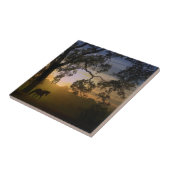 Paarden- en kousenboom in het zuidwesten van de zo tegeltje (Zijkant)