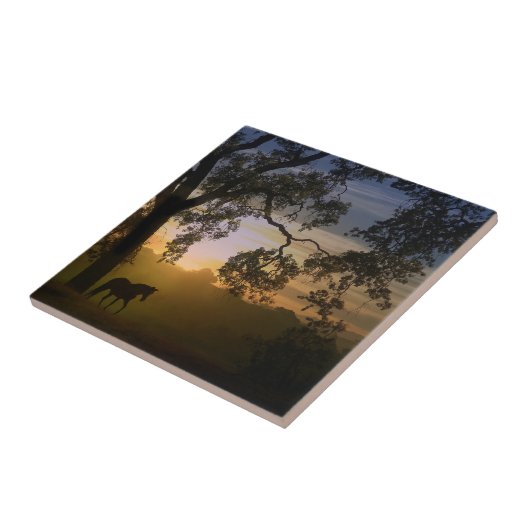 Paarden- en kousenboom in het zuidwesten van de zo tegeltje (Zijkant)