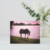 Paarden en meer briefkaart (Staand voorkant)