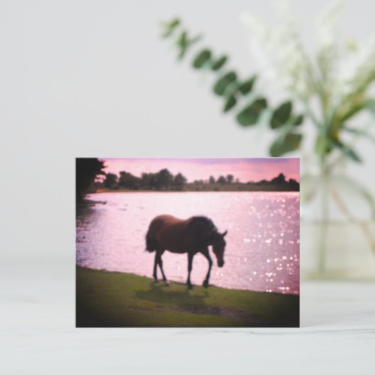 Paarden en meer briefkaart (Staand voorkant)