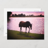 Paarden en meer briefkaart (Voorkant / Achterkant)