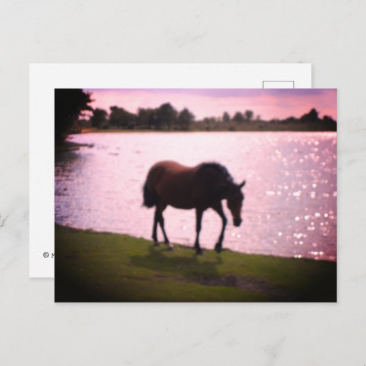 Paarden en meer briefkaart (Voorkant / Achterkant)