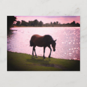 Paarden en meer briefkaart
