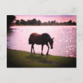 Paarden en meer briefkaart (Voorkant)