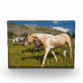 Paarden en muildieren fotoblokken (Voorkant)