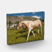 Paarden en muildieren fotoblokken (Links)