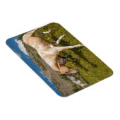 Paarden en muildieren magneet (Rechterzijde)