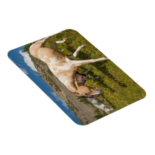 Paarden en muildieren magneet (Rechterzijde)