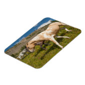 Paarden en muildieren magneet (Linkerzijde)