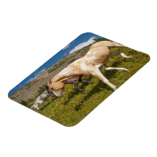 Paarden en muildieren magneet (Linkerzijde)