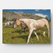 Paarden en Muilezels Fotoplaat (voorkant)