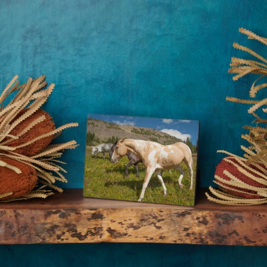 Paarden en Muilezels Fotoplaat (Zijkant)