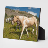 Paarden en Muilezels Fotoplaat (Zijkant)