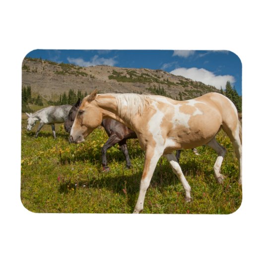 Paarden en Muilezels Magneet (Horizontaal)