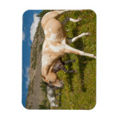 Paarden en Muilezels Magneet (Verticaal)