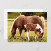 Paarden en Pony Briefkaart (Voorkant / Achterkant)