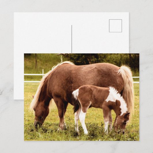 Paarden en Pony Briefkaart (Voorkant / Achterkant)