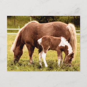 Paarden en Pony Briefkaart