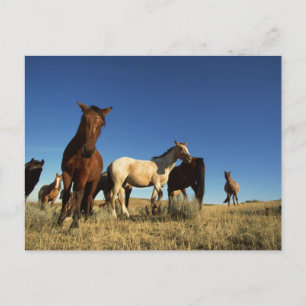 Paarden en schaduwen briefkaart
