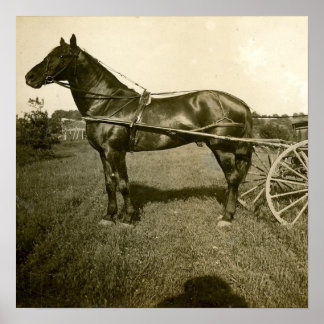 Paarden en schaduwen poster