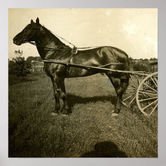 Paarden en schaduwen poster (Voorkant)