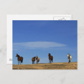 Paarden en Sky Briefkaart (Voorkant / Achterkant)