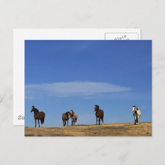Paarden en Sky Briefkaart (Voorkant / Achterkant)