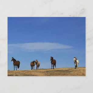 Paarden en Sky Briefkaart